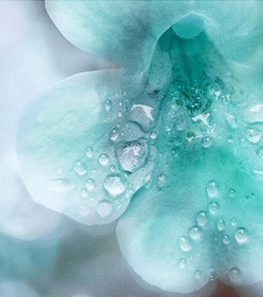 TALI, 365 GOTAS DE ROCÍO. Ediciones Las Américas.